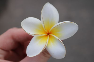 Cropped hand holding frangipani