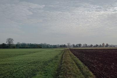 Scenic view of agricultural field against sky