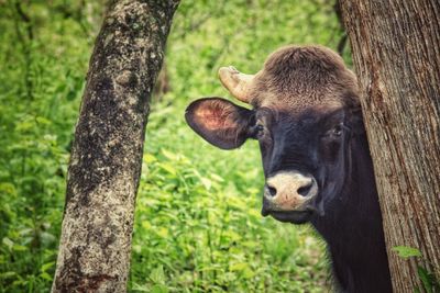 Portrait of sheep on tree trunk