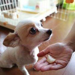 Cropped hand with food by chihuahua at home