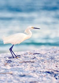 Bird perching on a sea on captiva island