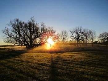 Bare trees on field against clear sky