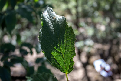 Close-up of green leaves on plant