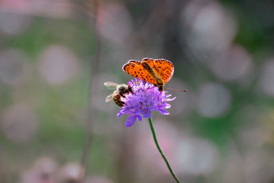 Close-up of bee and moth pollinating on flower