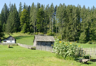 Scenic view of trees on field