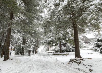 Snow covered road amidst trees in forest