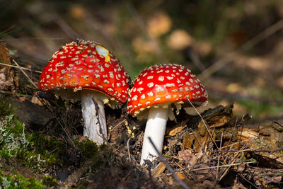 Close-up of fly agaric mushroom on field