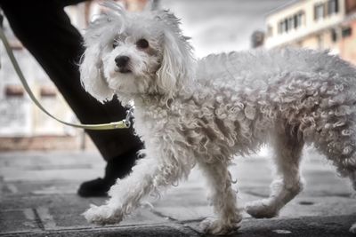 Close-up of dog