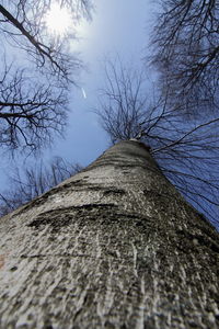 Close-up of tree against clear sky