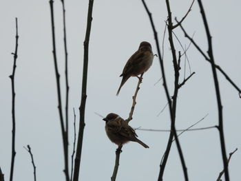 Bird perching on a branch