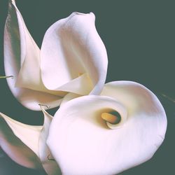 Close-up of calla lilies against black background