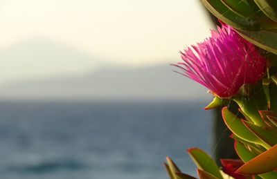 Close-up of flower against sea