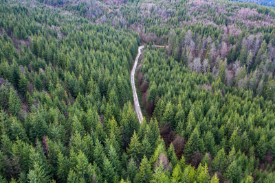 Aerial view of green pine forest and a road captured from a drone
