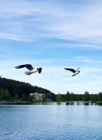 Birds flying over lake against sky