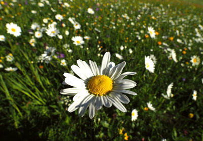 Close-up of white flowers blooming outdoors