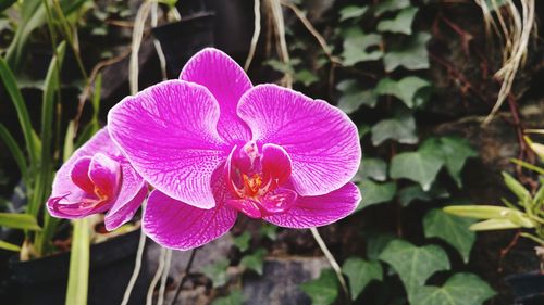 Close-up of pink flowers