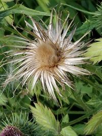 Close-up of flower