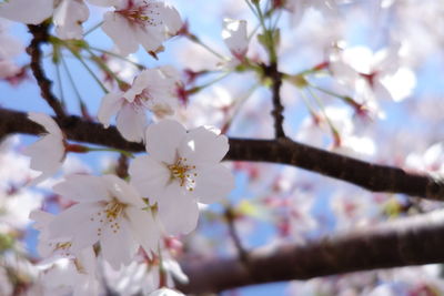 Close-up of apple blossoms in spring