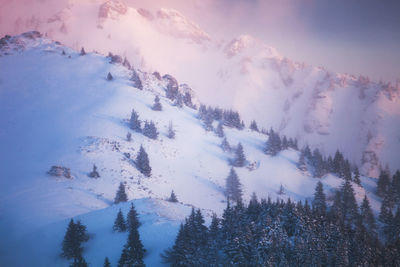 Low angle view of trees in forest during winter