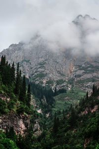 Scenic view of forest against sky