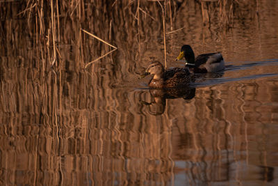 Two ducks swimming amongst reed on a lake