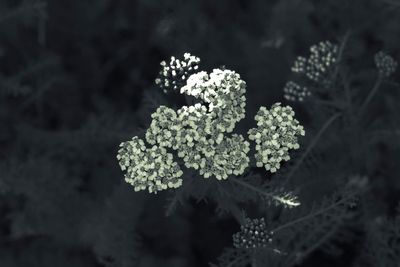 Close-up of flowers blooming outdoors