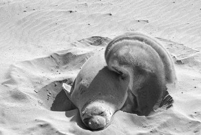 High angle view of seal throwing sand at beach