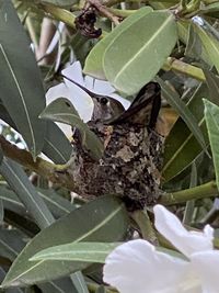 Close-up of an insect on plant