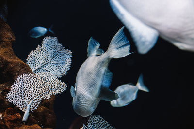 Close-up of fishes swimming in sea