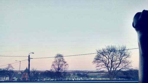 Bare trees against clear sky