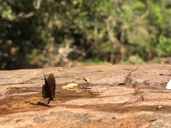 Close-up of an animal on wood