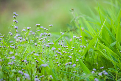 Close-up of plants growing on field