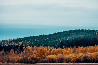 Scenic view of forest against sky during autumn