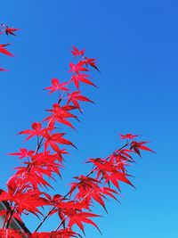 Low angle view of maple leaves