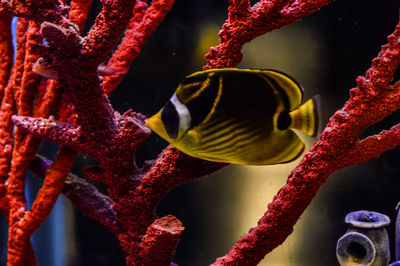 Close-up of fish amidst coral seen through glass tank in aquarium
