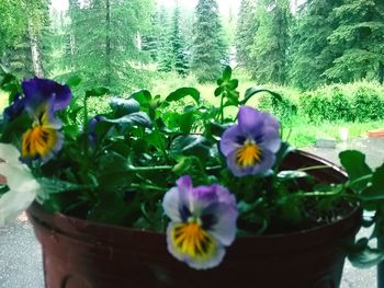 Close-up of purple flowers