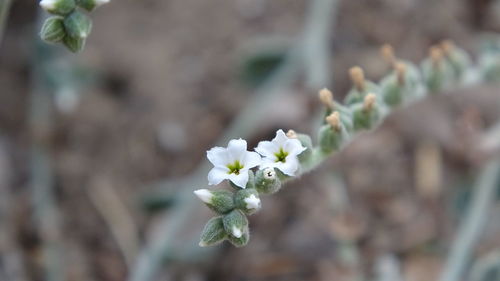 Close-up of white flowering plant