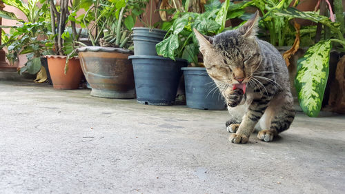 Cat sitting on potted plant