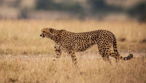 View of a cat on field