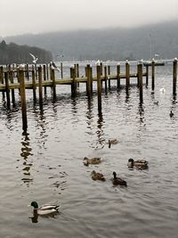 Ducks swimming in lake