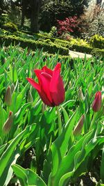 Close-up of red flower