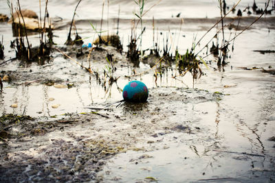 Wet ball on sand at beach during winter
