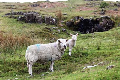 Full length of sheep grazing on field