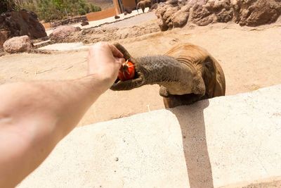 Cropped hand feeding elephant