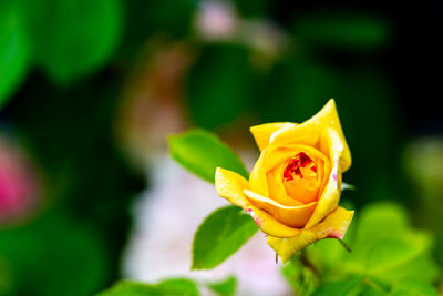 Close-up of yellow rose