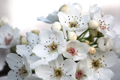 Close-up of white cherry blossoms