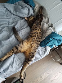 High angle view of cat sitting on bed