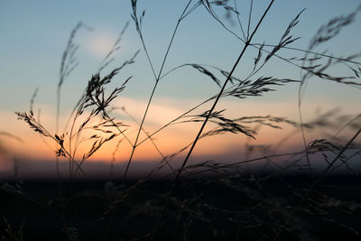 Close-up of plants against sky during sunset