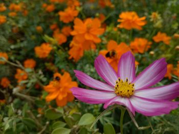 Close-up of cosmos flowers blooming outdoors