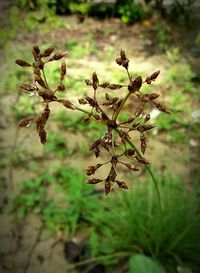 Close-up of plant